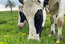 kuh-itm-2023-kl - Westf&auml;lisch-Lippischer Landwirtschaftsverband