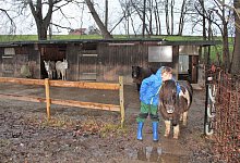 Zwei Esel und zwei Ponys befinden sich auf den Hof Sch&uuml;rstedt. Maxi Sch&uuml;rstedt (11) h&auml;lt sich am liebsten bei ihnen auf. - Anastasia von Fugler