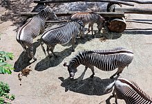 Debatte um get&ouml;tetes Zebra im Leipziger Zoo - dpa