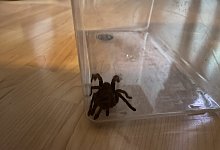 Mit einer durchsichtigen Kiste wurde die Vogelspinne eingefangen. - privat