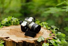 forest-5159556_1280 - Symbolbild: Pixabay