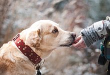 dog-gb912842b8_1920 - Symbolbild: Pixabay