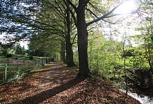 Blutbuchenallee - Jens Rademacher