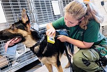 Fundtiere im Tierheim S&uuml;derstra&szlig;e - (c) Copyright 2022, dpa (www.dpa.de). Alle Rechte vorbehalten