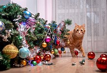 Fault of the pet cat - fallen Christmas tree. Ruins and the end of Christmas. fear of punishment. broken balls on the floor. Ginger cat hide behind the tree - shara - stock.adobe.com
