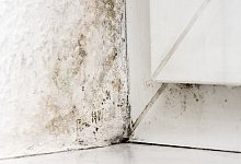 Schimmel - Andrea Warnecke/dpa