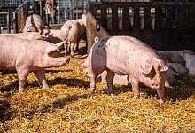 schweinemastowl2 - Tönnies