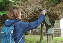 baumhalter - 1 - Axel B&uuml;rger