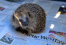 Igel Joy - 1 - All rights reserved