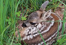 Rehitze liegen in der Regel allein in Wiesen. - Pixabay/593714