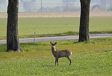 Reh - Symbolbild: Pixabay