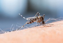 Insektenstiche - AOK/hfr.