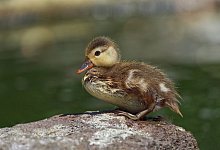 duckling-8062337_1280 - Symbolbild: Pixabay