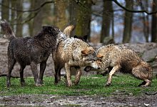 W&ouml;lfe im Wildpark - dpa