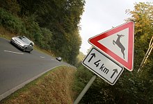 W&auml;hrend der Paarungszeit von Rehen ist besondere Vorsicht geboten. - David Schellenberg