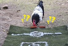 Hahn Hermann orakelt - Umweltzentrum Heerser M&uuml;hle