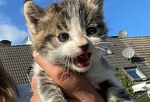 Katzenbaby - Sandra Freise