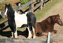 alledrei02 - Sylvia Frevert(LZ)