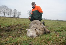 Drei tragende Mutterschafe und mehrere ungeborene L&auml;mmer fielen dem Wolf zum Opfer. - Joern Spreen-Ledebur