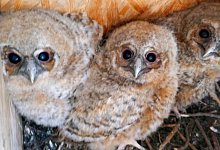 Niedliche Kirchenbewohner haben sich im Turm der Alexanderkirche eingenistet. Als den Natursch&uuml;tzern dieses seltene Foto gelang, war die Mutter der kleinen Waldk&auml;uze gerade auf Futtersuche. Mittlerweile sind alle ausgeflogen. - NABU