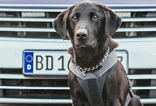 ZollhundElvisZoll - Zoll