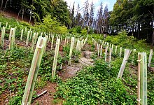 Die Stadt setzt bei der Aufforstung auf unterschiedliche Baumarten. - Barbara Franke