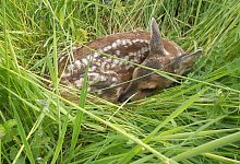 Gef&auml;hrlich ist es auf den Feldern im Fr&uuml;hling f&uuml;r Rehkitze. Schnell werden sie &uuml;bersehen und von Maschinen get&ouml;tet. - Pixabay