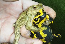 krotenrettung_2023 - Kreis Lippe