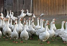 Weihnachtg&auml;nse in Herford - sieben Monate verbringen die Tiere auf der Weide. - Frank-Michael Kiel-Steinkamp