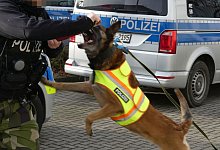 Polizeihunde sind darauf trainiert, fl&uuml;chtende Tatverd&auml;chtige &ndash; wenn n&ouml;tig &ndash; auch mit einem Biss zu stoppen. - Symbolfoto: Polizei