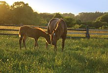 Senner Pferde - LWL/J&auml;hne