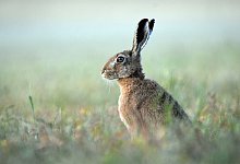 brown-hare-7326689_1280 - Symbolbild: Pixabay
