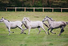 Die Senner Wildpferde sind zur&uuml;ck in der Moosheide. - Besim Mazhiqi