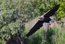 Seeadler - Symbolbild: Pixabay