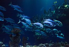 Aquarium - Symbolbild: Pixabay