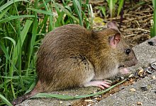 animal-world-3552300_1920 - Pixabay