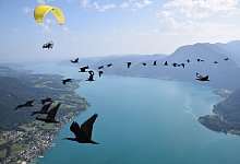 waldrapp-bild-waldrappteam-conservation-research - Waldrappteam Conservation & Research