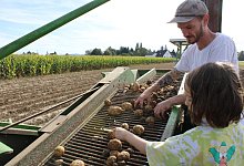 Ernte in Lippe - Nico D&uuml;llmann