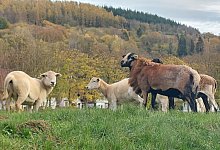 KR XL Fleischbeschau - Archivfoto: Michaela Wei&szlig;e