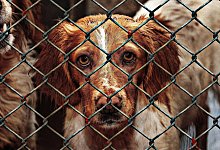 Tiere sollten nicht im Internet gekauft werden, appelliert Peta. - Symbolbild: Pixabay