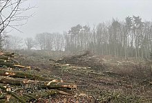 waldo - Katharina Mowitz