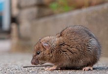 Rattus rattus - picture alliance / imageBROKER