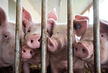 Schweine - picture alliance/dpa