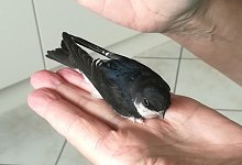 Diese kleine Mehlschwabe brauchte Hilfe - und hat sie bekommen. - Ewald Thies/NABU Leopoldsh&ouml;he