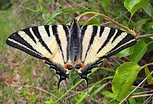 segelfalter_karl-heinz_fuldner_naturguckerde_680 - Karl-Heinz Fuldner / naturgucker.de