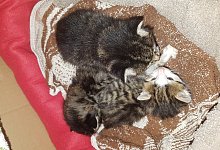 gefundene K&auml;tzchen - Unsere H&auml;nde f&uuml;r viele Pfoten e.V.