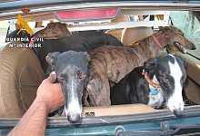polizei-rettet-galgos-bild-guardia-civil - Polizei Spanien