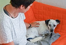 Manche Tiere reagieren besonders &auml;ngstlich, wenn sie Feuerwerk h&ouml;ren. Statt sie zu bemitleiden, sollten Tierhalter m&ouml;glichst f&uuml;r eine entspannte Atmosph&auml;re sorgen und Spielerituale integrieren. - Symbolfoto: dpa/Patrick Pleul