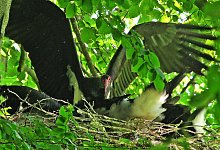 00159-0 - Robin Jähne