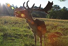 Damhirsch - Archivfoto: Robin J&auml;hne